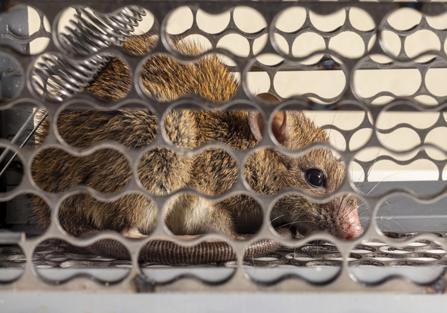 Rodent Trapped Indoors After Suspected Contamination Requiring Hantavirus Cleanup in Central Florida
