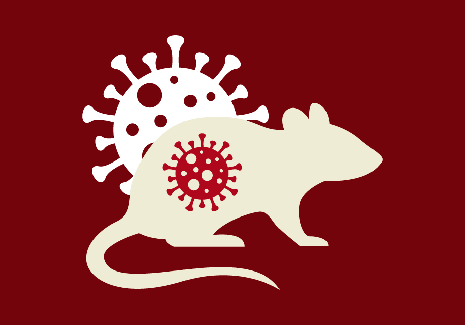Hantavirus Exposure Risk Illustration Showing Virus-Related Concerns From Rodent Contamination